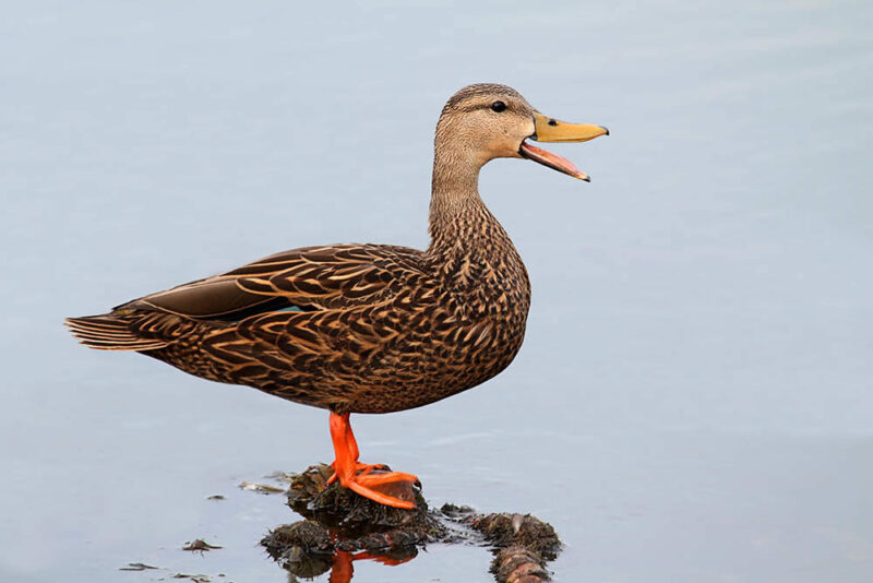 A mottled duck quacking on the water