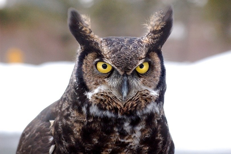 close up of a great horned owl in winter