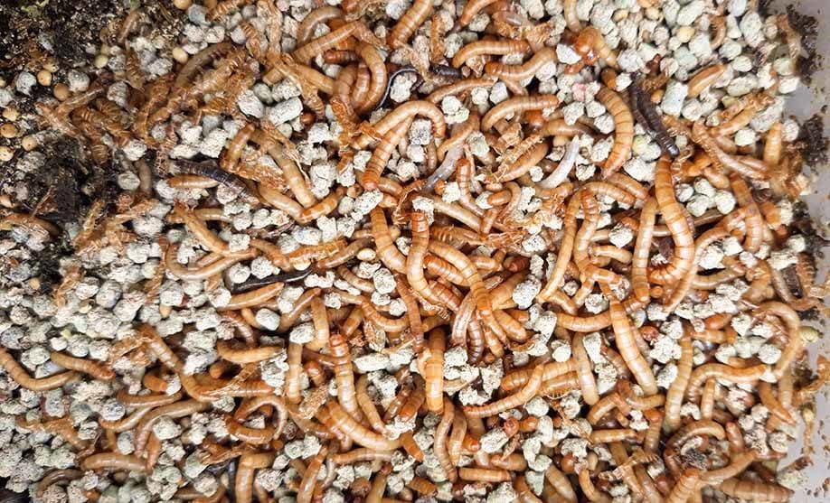 Colony of mealworms