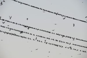 Why Do Crows Gather in Large Numbers? 5 Reasons for This Behavior