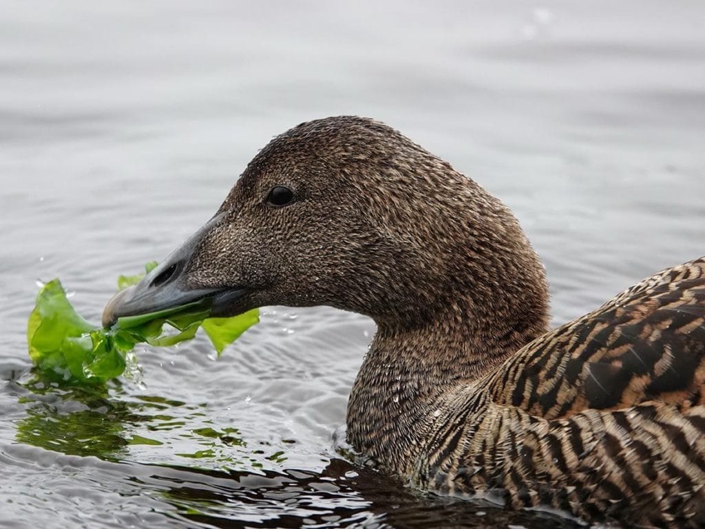 duck eating lettuce