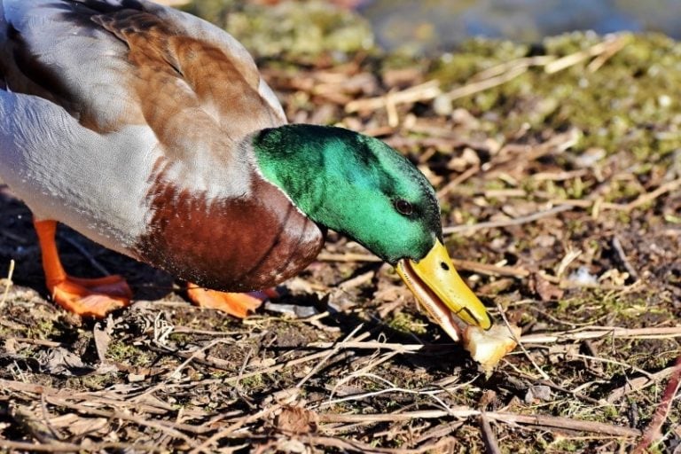 When Do Mallard Ducks Lay Eggs? Mallard Nesting Explored Optics Mag