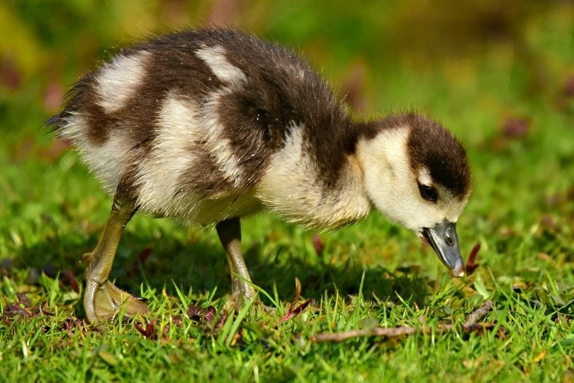 Duckling eating grass