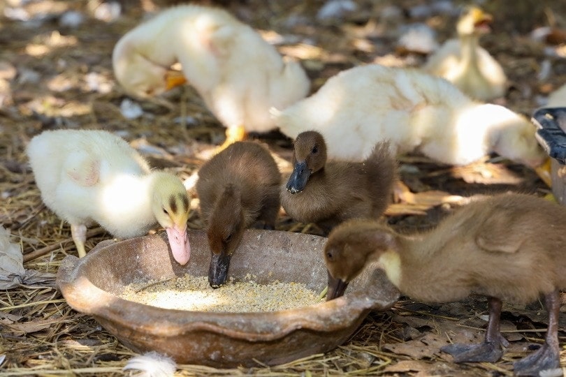 Duckling eating