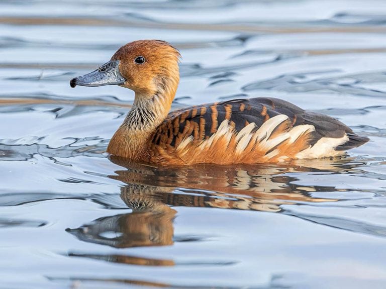35 Breeds of Ducks in Maine (With Pictures) Optics Mag