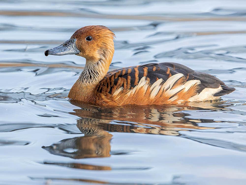 fulvous whistling duck in a pond_