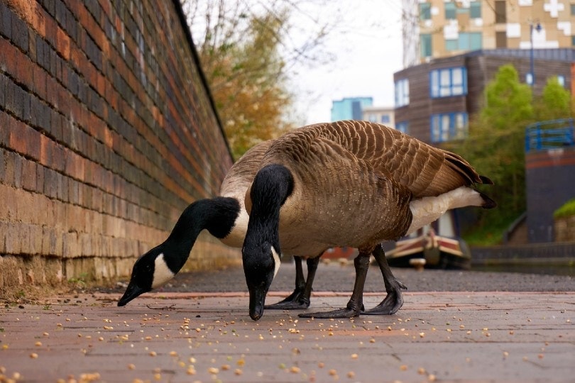 What Do Geese Eat in the Wild & Domestically? Optics Mag