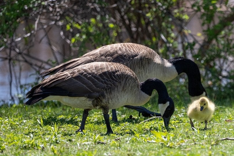 geese eating on grass with gosling