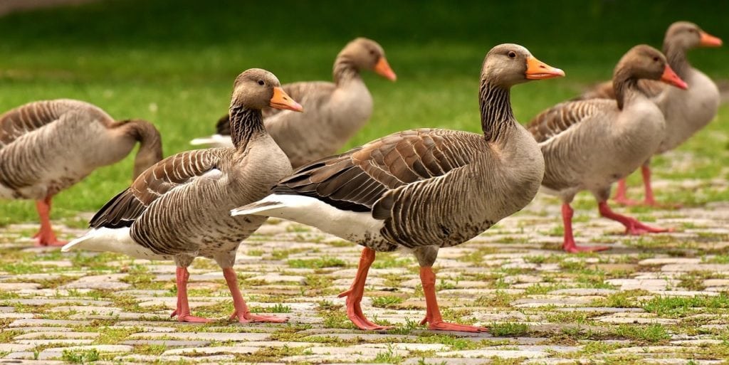 geese walking on grass