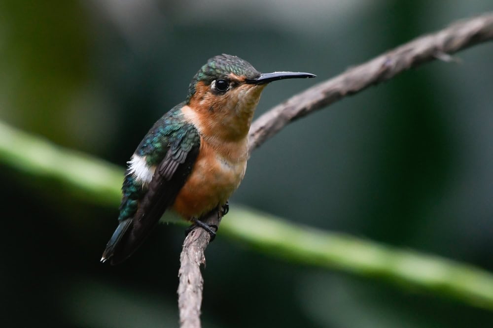 hummingbird perching on a tiny branch
