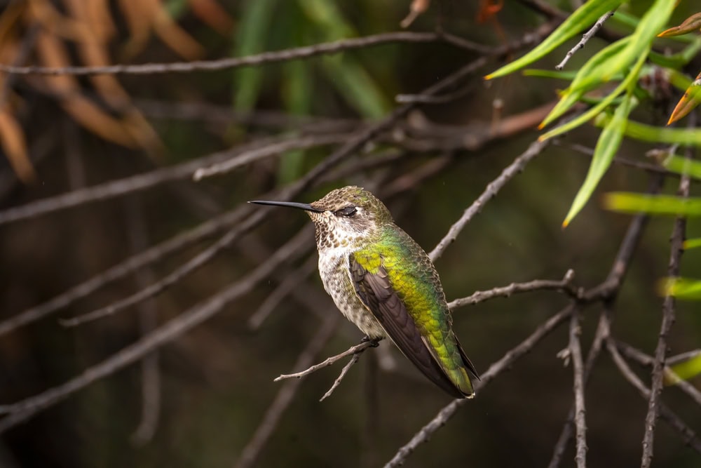 hummingbird sleeping on a branch