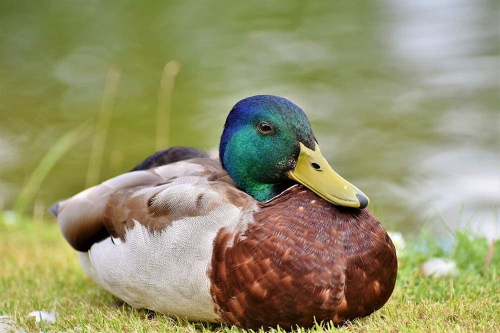 mallard duck on grass
