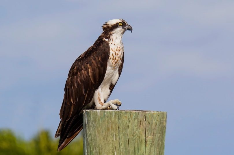 osprey bird perched on post