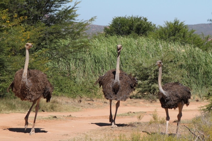 ostrich-in-the-wild_piqsels-8823658-6163373