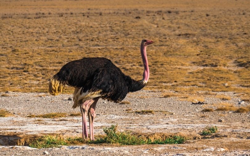 North African Ostrich