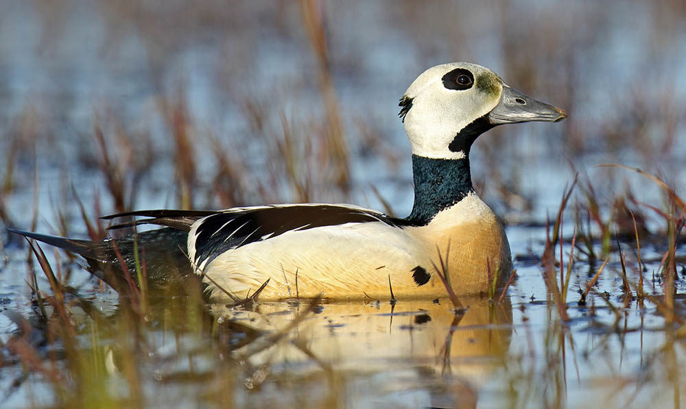 Stellers Eider Adult