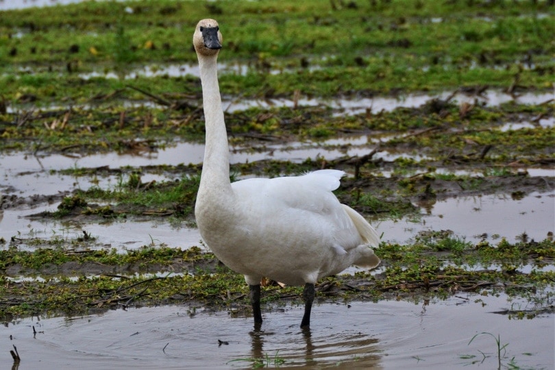 12 Largest Birds of North America (with Pictures) Optics Mag