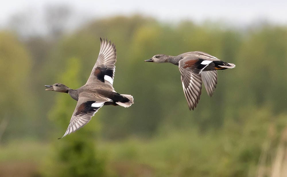 two-gadwall-ducks-flying-1702369-1561046