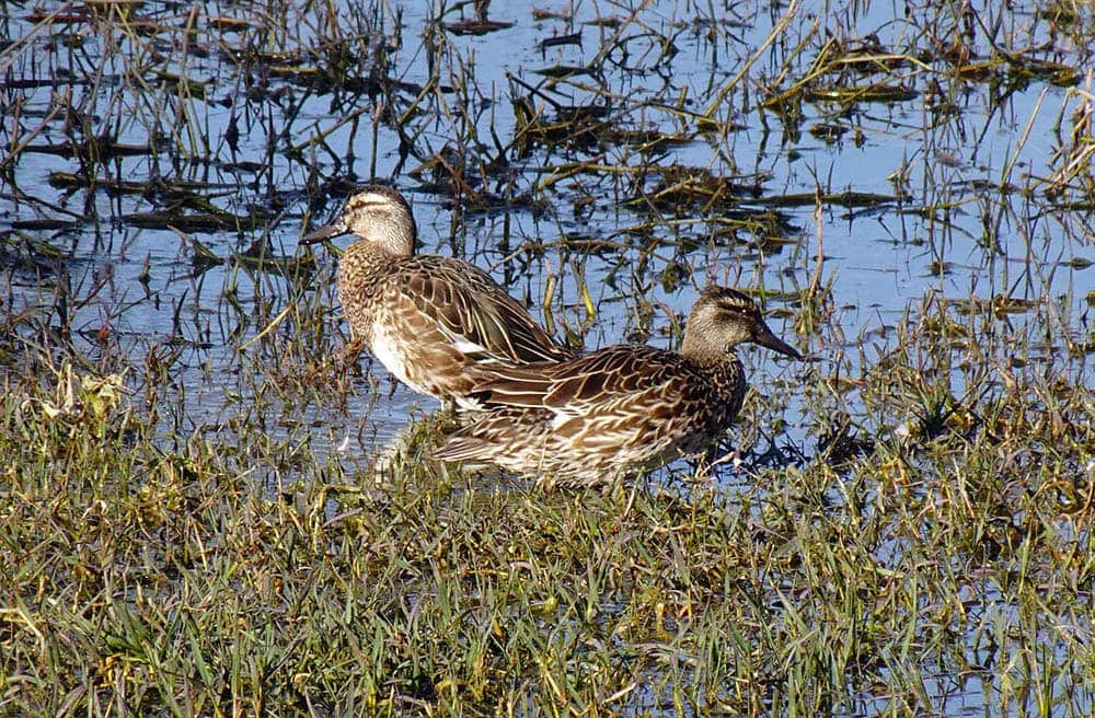 two garganey ducks in wetlands