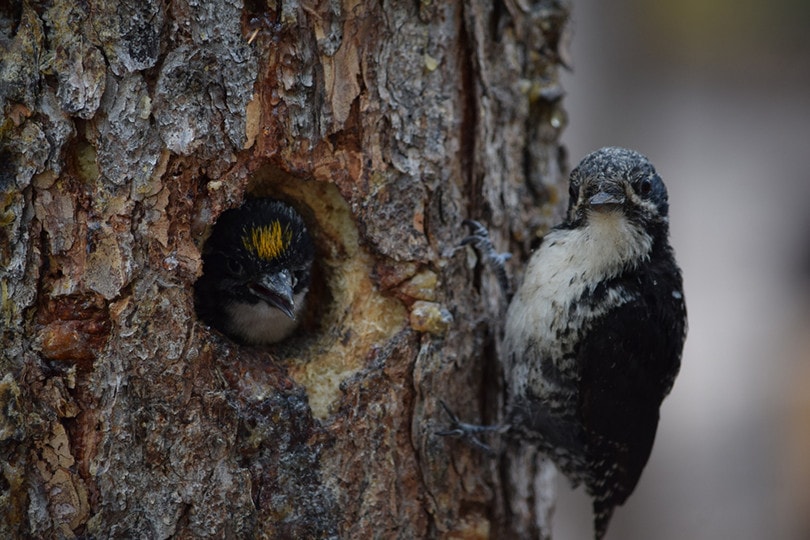 American Three-Toed Woodpecker