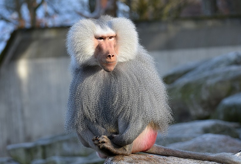 Baboon