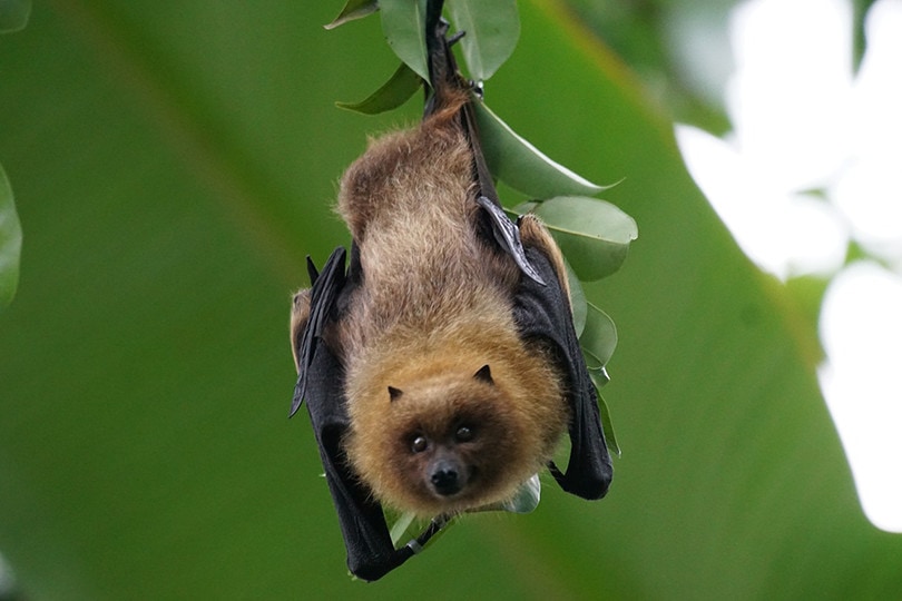 Are Bats Birds? The Surprising Answer! - Optics Mag