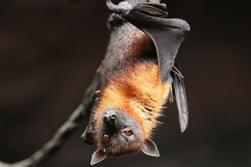 Are Bats Birds? The Surprising Answer! - Optics Mag