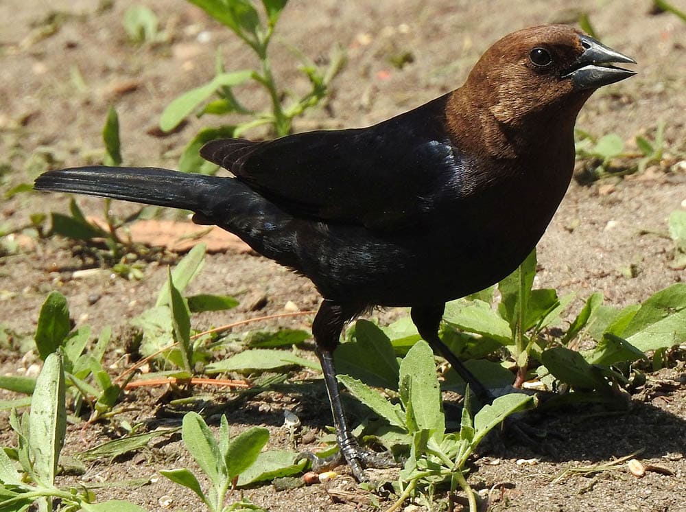 Brown-Headed Cowbird on the ground