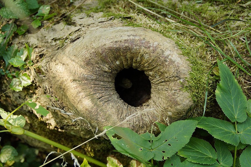 Cavity Nests