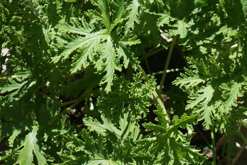 Citronella leaves