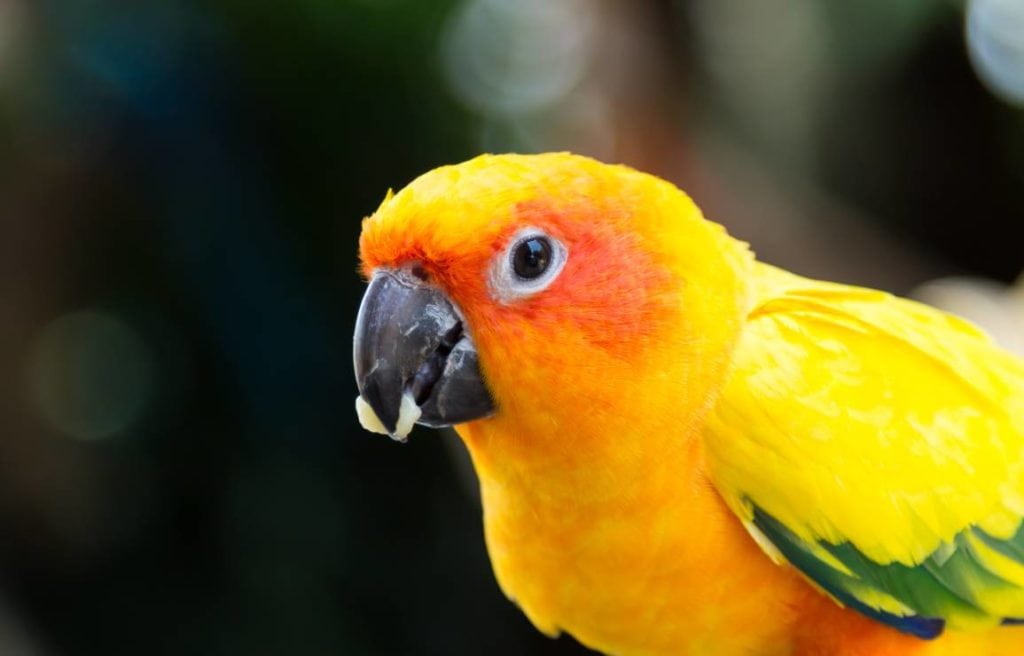 Conure Eat Banana