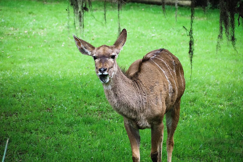 Deer Closeup
