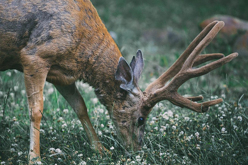 Deer Eat