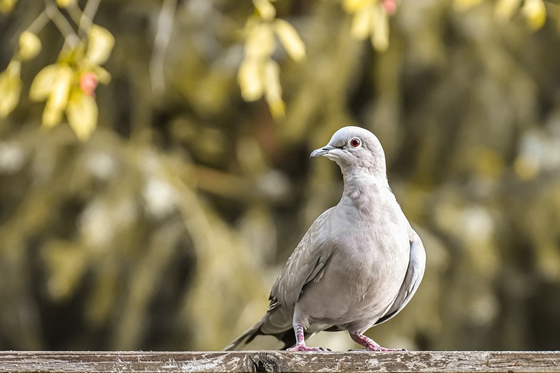 Eurasian Collared-Dove