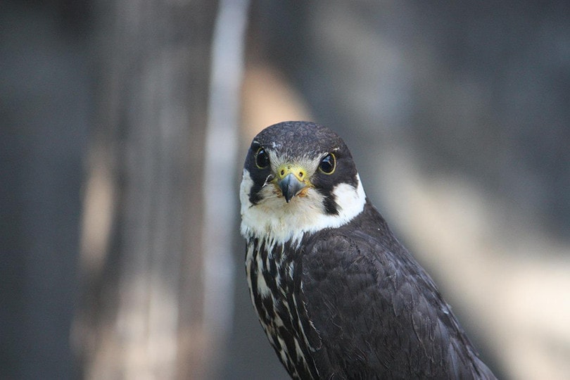 Eurasian Hobby