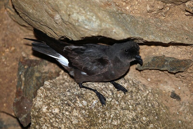 European Storm Petrel