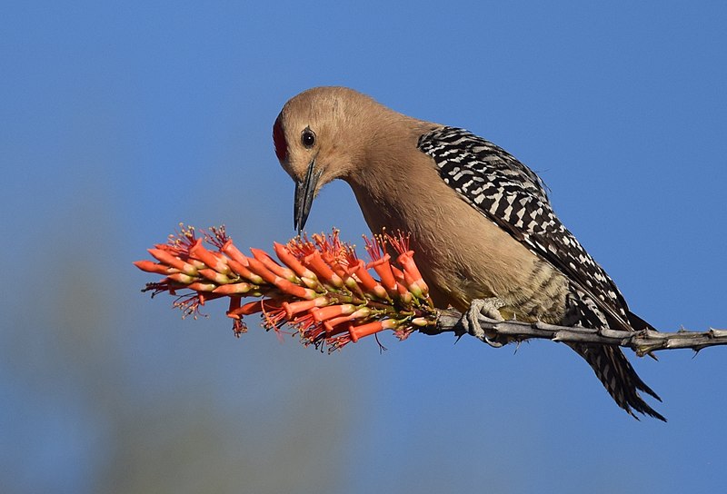 Gila Woodpecker
