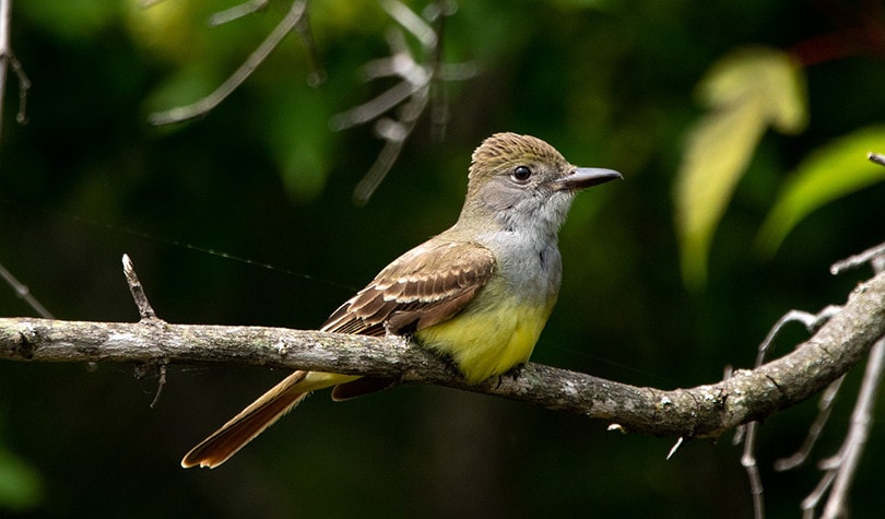 Great-Crested Flycatcher