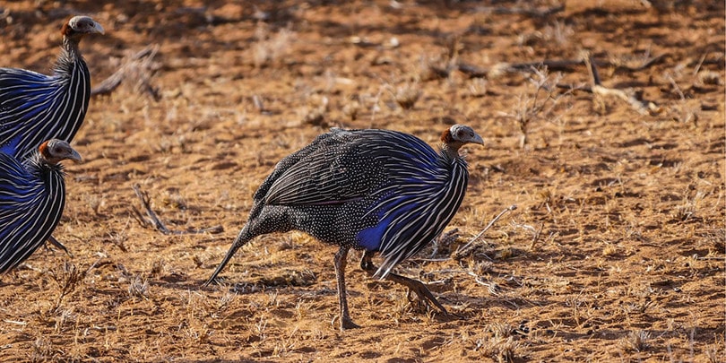 Guinea Fowl