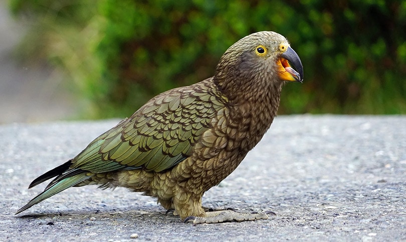 Keas