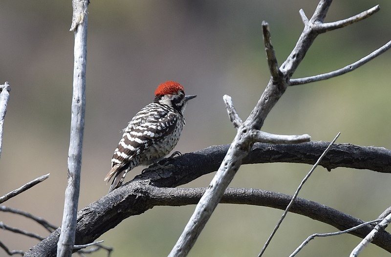 Ladder-backed Woodpecker