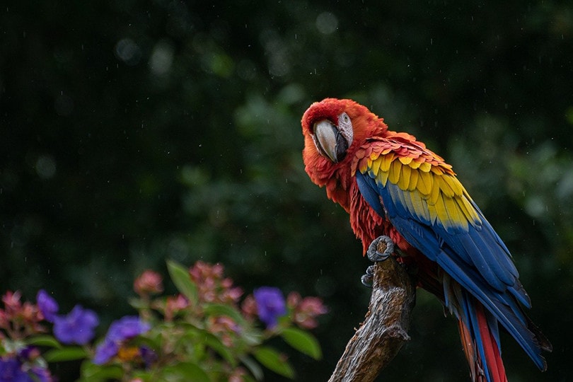 Macaw