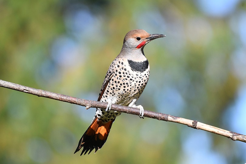 Northern Flicker bird perching on a branch