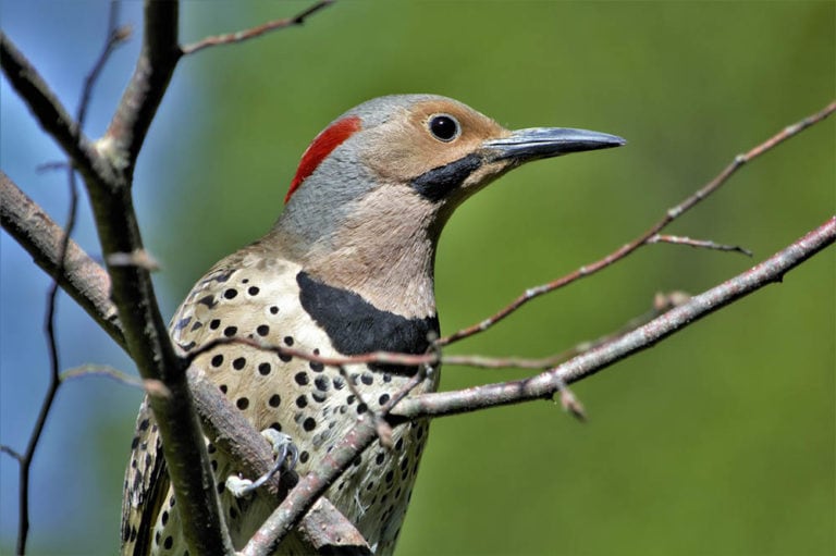 11 Species of Woodpeckers in Washington (with Pictures) Optics Mag