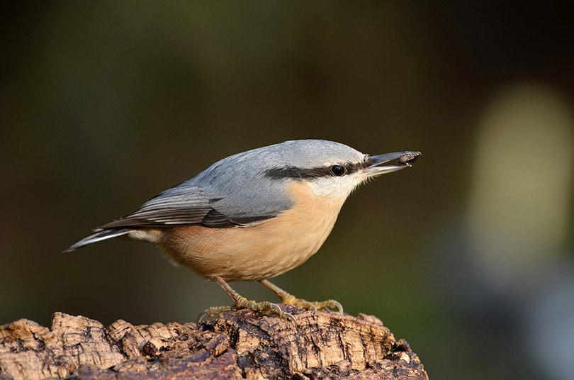 Nuthatches