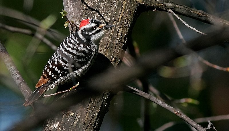 NuttallsWoodpecker