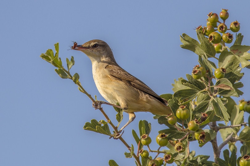 Olive Warbler