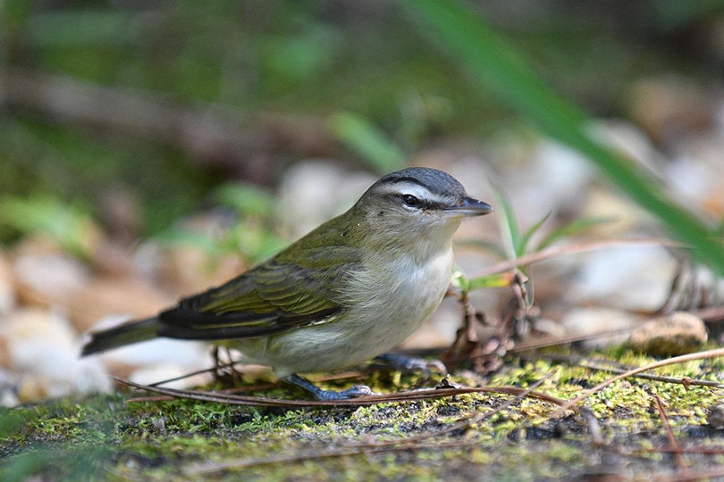 Palm Warbler