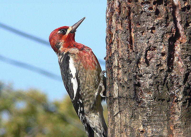 Red-Breasted Sapsucker