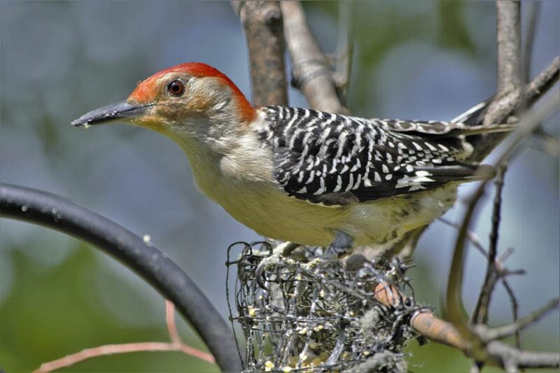 Red-bellied woodpecker